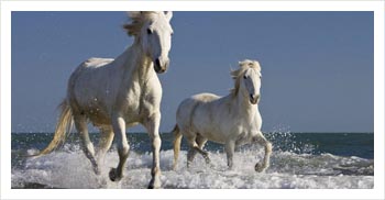 River cruise camargue